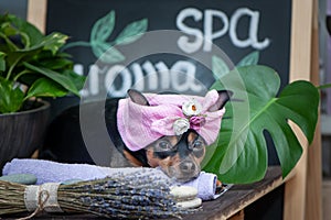 ÃÂ Cute pet relaxing in spa wellness . Dog in a turban of a towel among the spa care items and plants. Funny concept grooming,